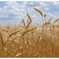 Насіння озимої пшениці Еліта КАТРУСЯ ОДЕСЬКА