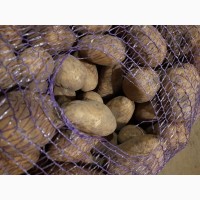 Продам картоплю насіннєву у роздріб, пісок