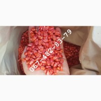 Продам семена кукурузы CORBIN ФАО 260 канадский трансгенный гибрид