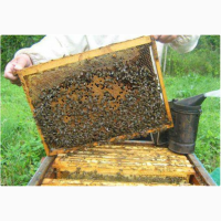 Продам бджолопакети пчелопакеты бджолосімї пчелосемья 2024