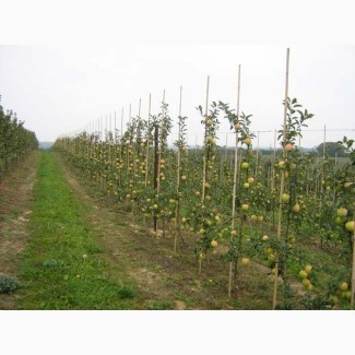 Саджанці плодових дерев з питомника (яблука, груші, абрикоси)