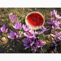 Продам Спеція Шафран (crocus sattivus)