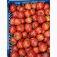 Продам помідори томати