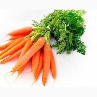 Морква нового врожаю оптом зі знижкою