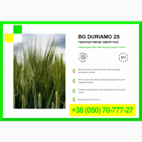 Насіння пшениці BG DURIAMO 2S - Пшениця тверда (дворучка)