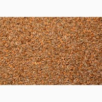 Продам пшеницю фураж до 300 тонн, Миколаївська обл, Баратівка