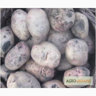 Продам картоплю продовольчу 60 т і насіневу Тирас, Скарбниця, Словянка, Околиця