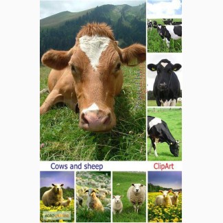 Премиксы для дойного стада коров