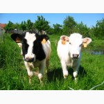 Премиксы для дойного стада коров