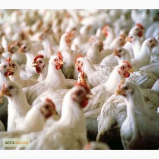 Комбикорм для цыплят-бройлеров ПК 5-4. Возраст от 15 до 30 дней