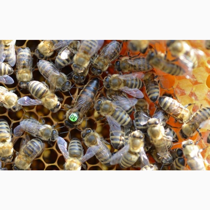 Фото 2. Бджоломатки Карніка F-1 з Німеччини та Австрії, в наявності
