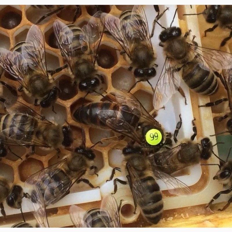 Фото 3. Бджоломатки Карніка F-1 з Німеччини та Австрії, в наявності