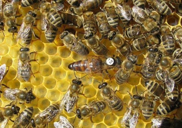 Фото 8. Бджоломатки Карніка F-1 з Німеччини та Австрії, в наявності