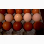 Продам инкубационные яйца курей Маранс, Маран