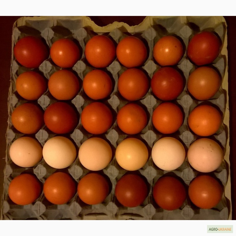 Инкубационное яйцо марана купить. Инкубационное яйцо Маран. Яйцо Марана инкубационное. Маран инкубационные яйца LPH. Яйца Маранов фото.