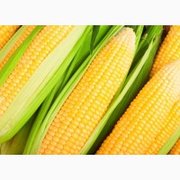 Семена кукурузы Пивиха ФАО 190, год урожая 2021