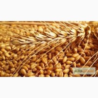 Закуповуємо пшеницю фуражну