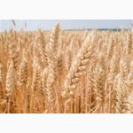 Семена озимой австрийской пшеницы сорт БАЛАТОН. 1 репродукция