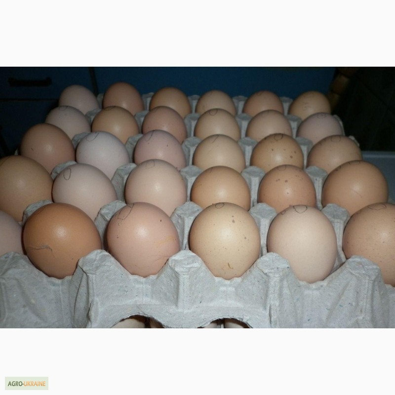 Купить яйцо инкубационное липецкая. Инкубационное яйцо. Инкубационное яйцо бройлера. Оптовик инкубационного яйца. Авито инкубационное яйцо.