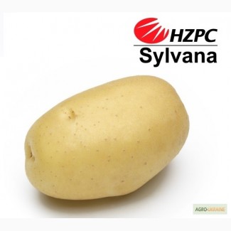 Семена картофеля Сильвана