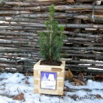 Живая канадская ель на Новый год в Mini ORGANIC BOX, тренд года купить в Киеве