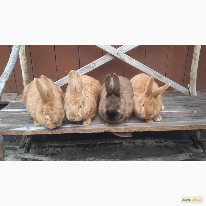 Фото 2. Продаються кролики Бургундської породи