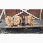 Продаються кролики Бургундської породи