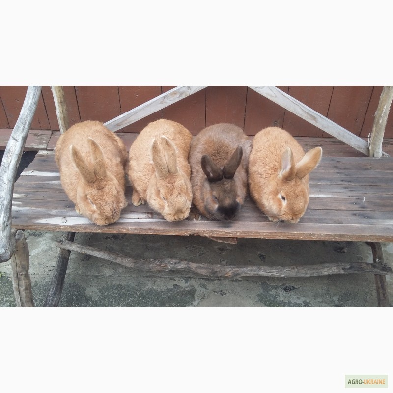 Фото 3. Продаються кролики Бургундської породи