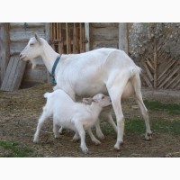 Продам высокоудойную Зааненскую козу третьим окотом. Бровары-Киев