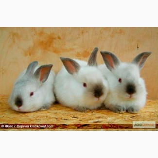 Продам крольчат, породы калифорнийская обер и белый панон
