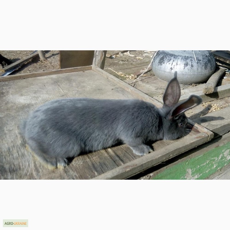 Фото 2. Продам кролів Венський Голубий