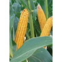 Продам гибрид кукурузы ТК 260