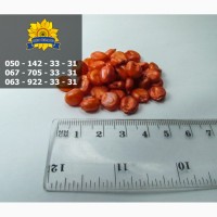 Семена кукурузы / Насіння кукурудзи Оржиця 237 МВ від ПБФ «Колос»