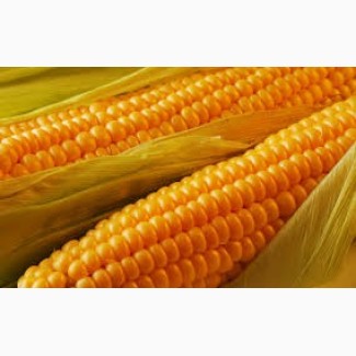 Куплю кукурузу с поля