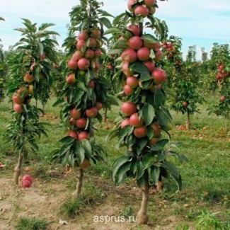 Продам саджанці (саженцы) колоновидних яблунь та груш ОПТ