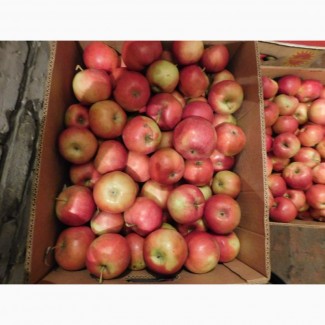Продам яблука сорт; Айдарет малиновый 12грн; перший сорт 6, 5+; 15грн вищий сорт 8+;