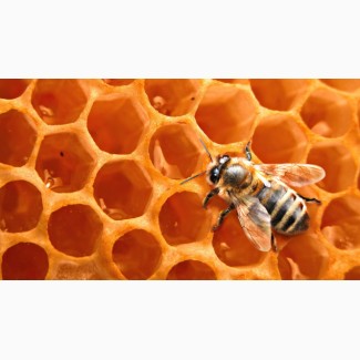 Продам бджолосім#039;ї для лежака, Вінницька область