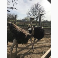 Семья африканских страусов трехлетки