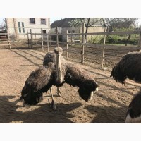 Семья африканских страусов трехлетки