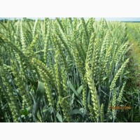 Стресостійка озима пшениця АКРАТОС для інтенсивної технології в усіх зонах вирощування
