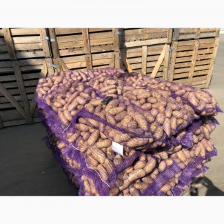 Куплю товарный картофель - Гранада, Рэд Леди, Королева Анна