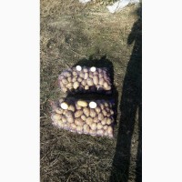 Продам картофель, Днепропетровская обл. (Импала, Романо, Аризона, Рудольф)