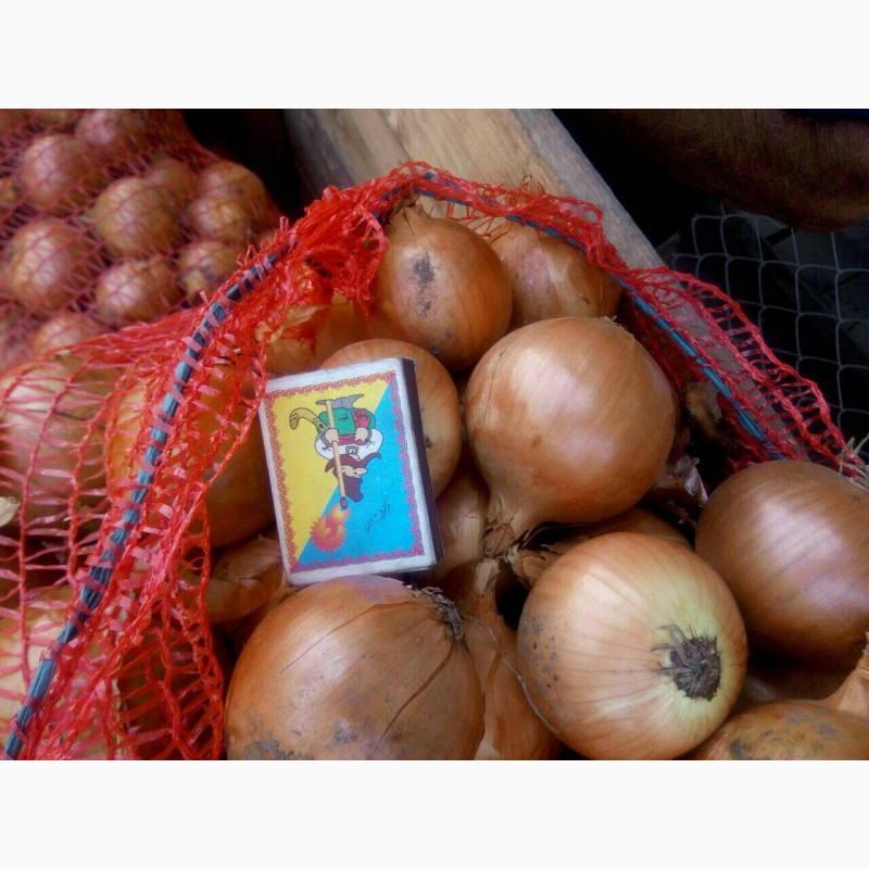 Фото 3. Продажа лука оптом сорта Медуза, Тамара, Имага от производителя