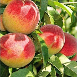 Продам саджанці персика
