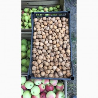 Продам орехи грецкие сухие и мокрые (свежие)