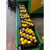 Лимоны и фрукты из Испании