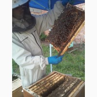 Бджолопакети 2019