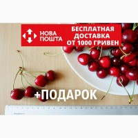Черешня красная Валерий Чкалов семена (20 штук) насіння, косточка, семечка для саженцев
