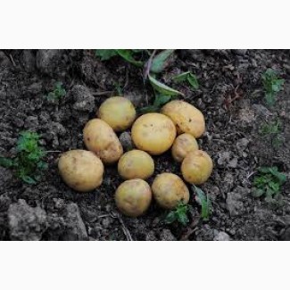Продам посадкову картоплю великим і дрібним оптом