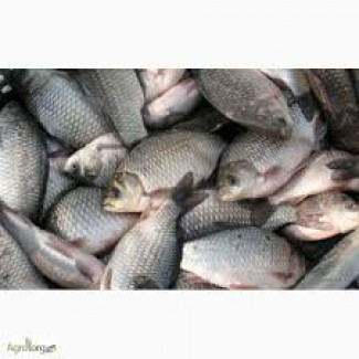 Продаем свежую живую Рыбу, Раки - Самое Лучшее Качество в Украине
